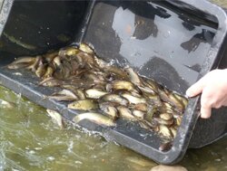 fotogalerie vylov02 thumb